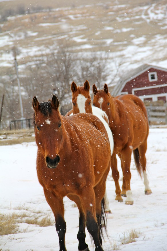 Horses in Snow