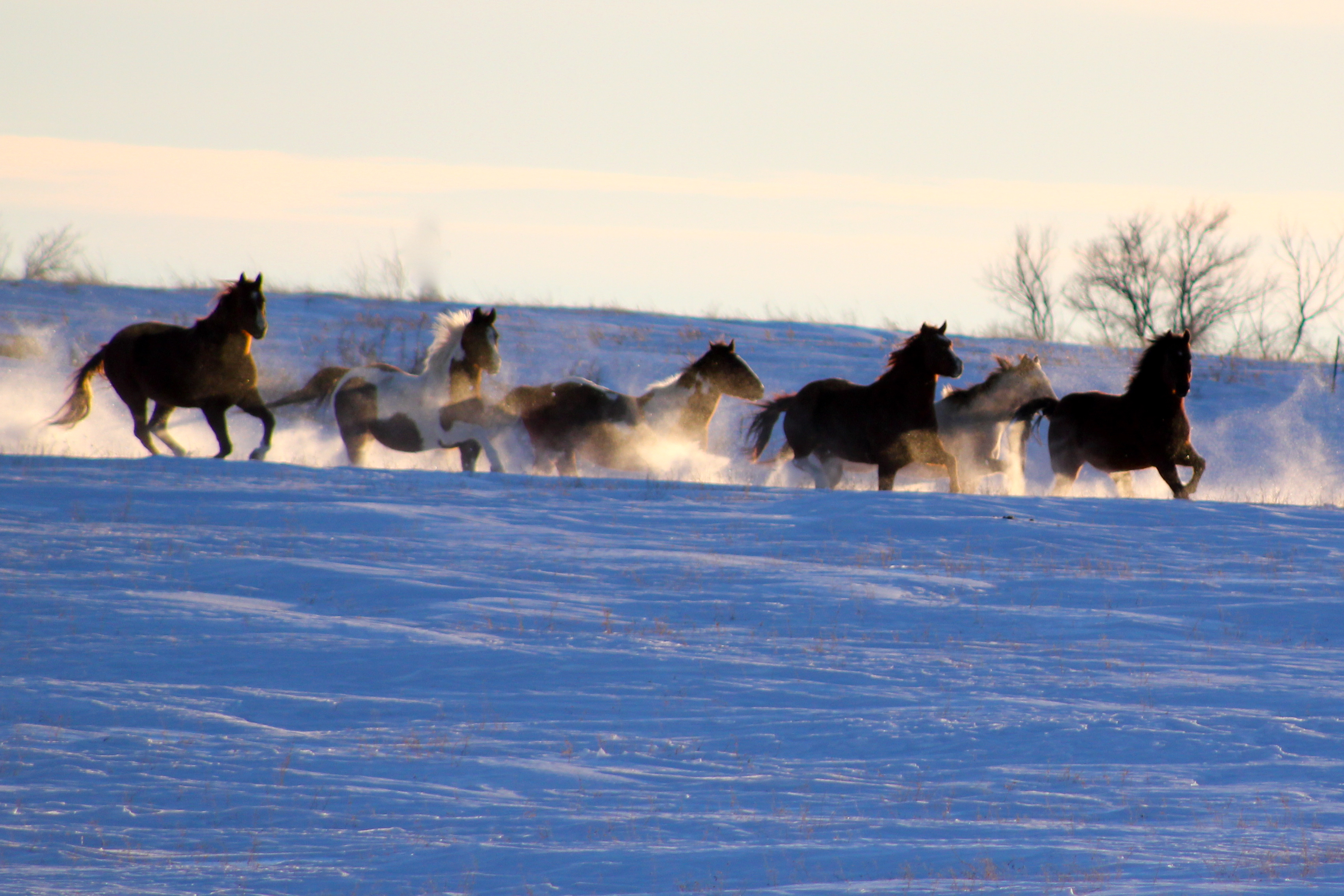 Winter Horses