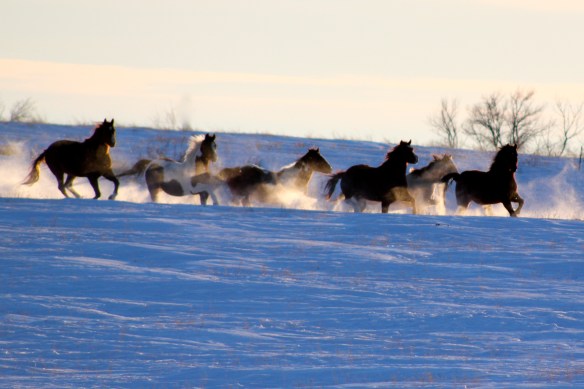 Winter Horses