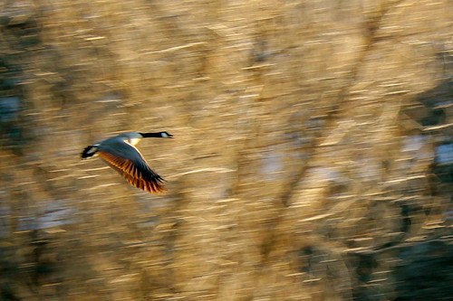 5652112461_e7b2f1b57a-1