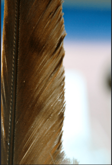 Screen Shot 2020-04-20 at 11.21.41 AM